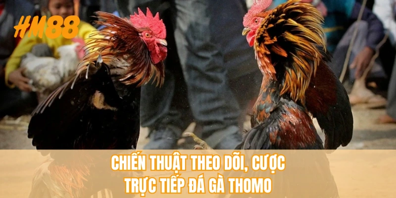 Chiến thuật theo dõi, cược trực tiếp đá gà Thomo
