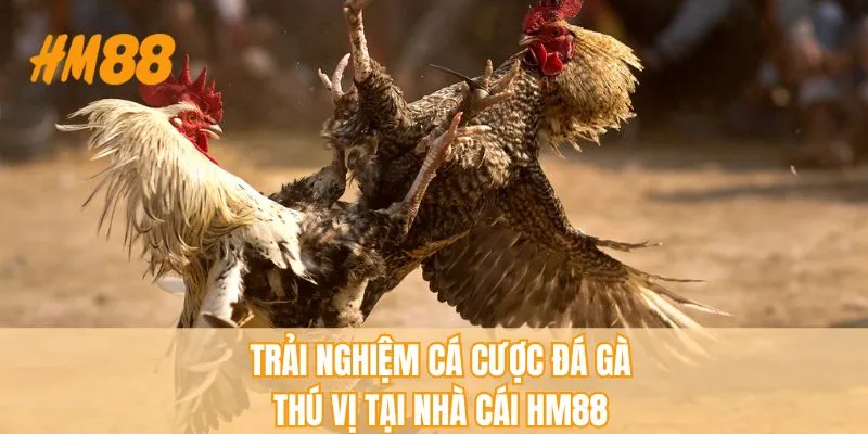 Trải nghiệm tại nhà cái đá gà uy tín HM88